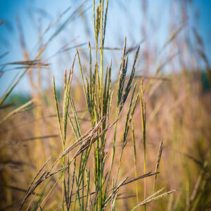 Grass Seeds