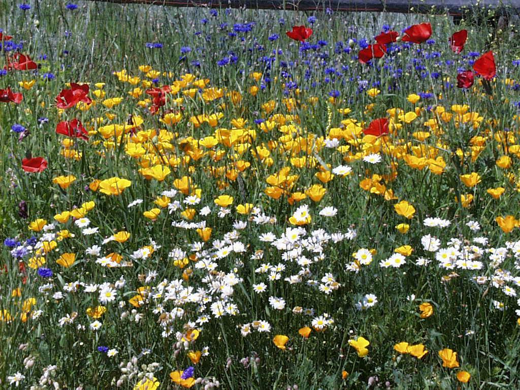 Best Ever Red Lodge Wildflower Mix