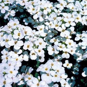Rockcress