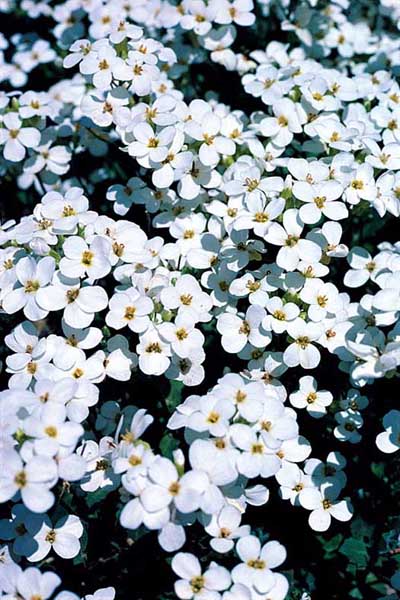 Rockcress