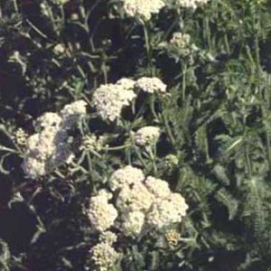 Western Yarrow