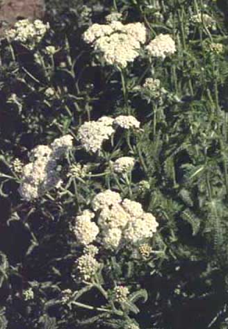 Western Yarrow