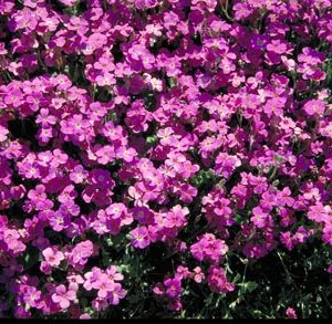 Purple Rockcress