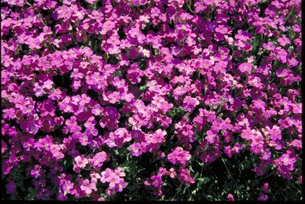 Purple Rockcress