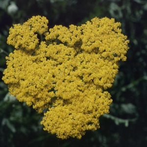 Gold Yarrow