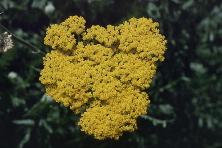 Gold Yarrow