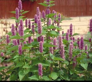 Lavender Hyssop
