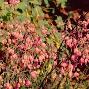 Nodding Pink Onion