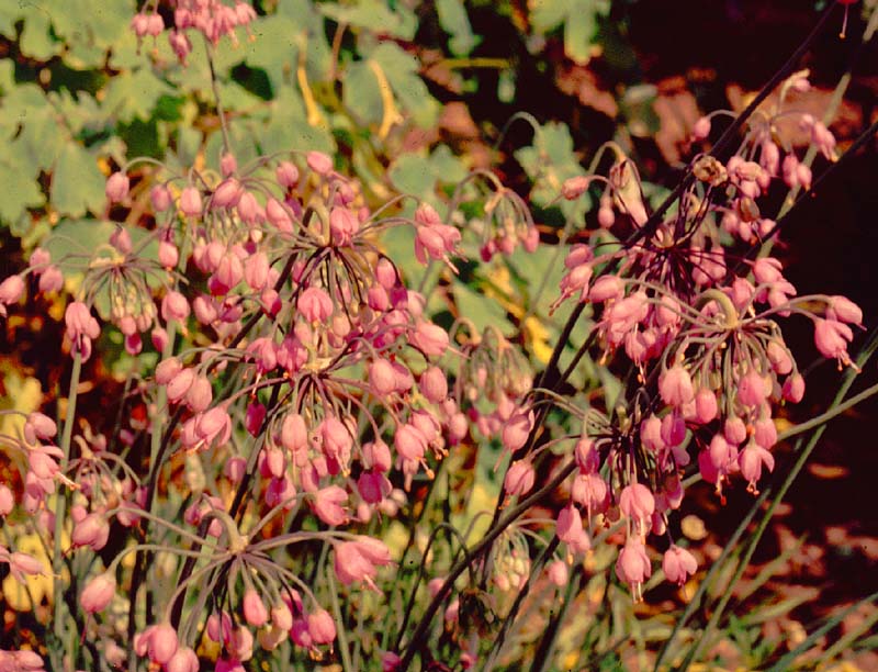Nodding Pink Onion