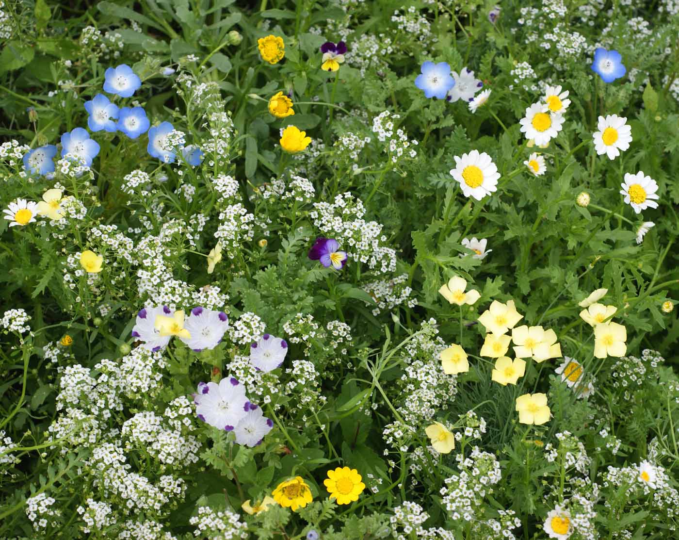 Alternative Lawn Mix