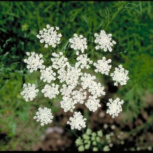 Bishop's Flower