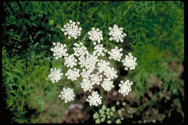 Bishop's Flower