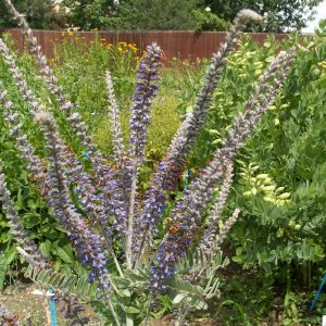 Leadplant