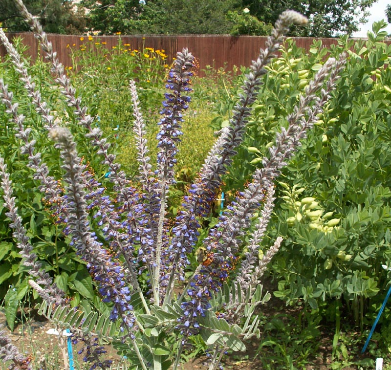 Leadplant
