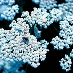 White Yarrow