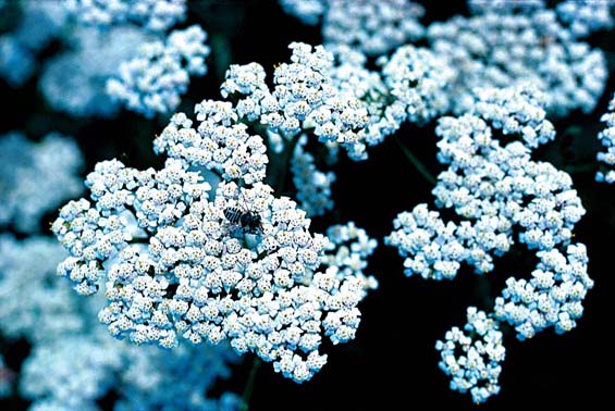 White Yarrow