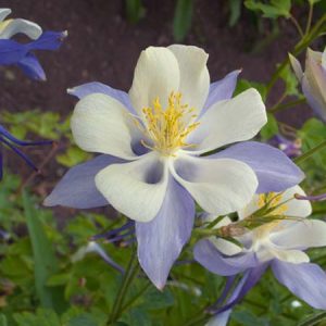 Blue Columbine