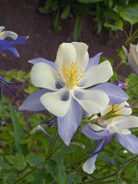 Blue Columbine