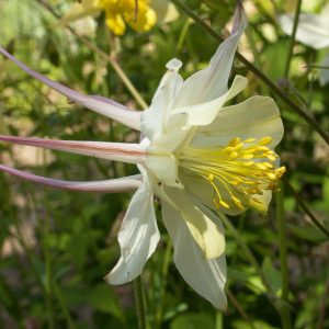 Mixed Columbine