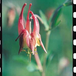 Eastern Columbine