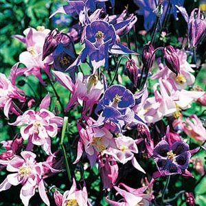 Dwarf Columbine