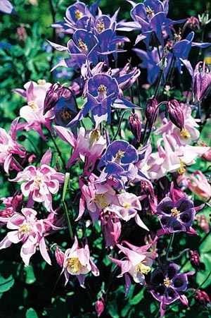 Dwarf Columbine