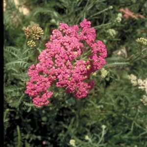 Red Yarrow