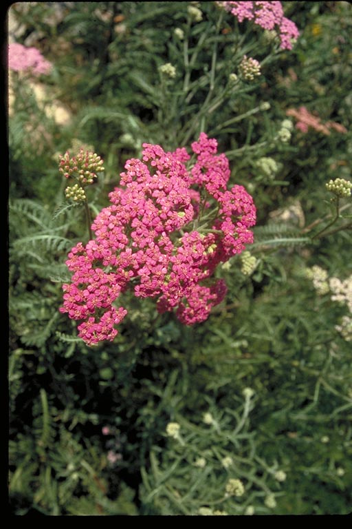 Red Yarrow
