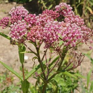 Swamp Milkweed