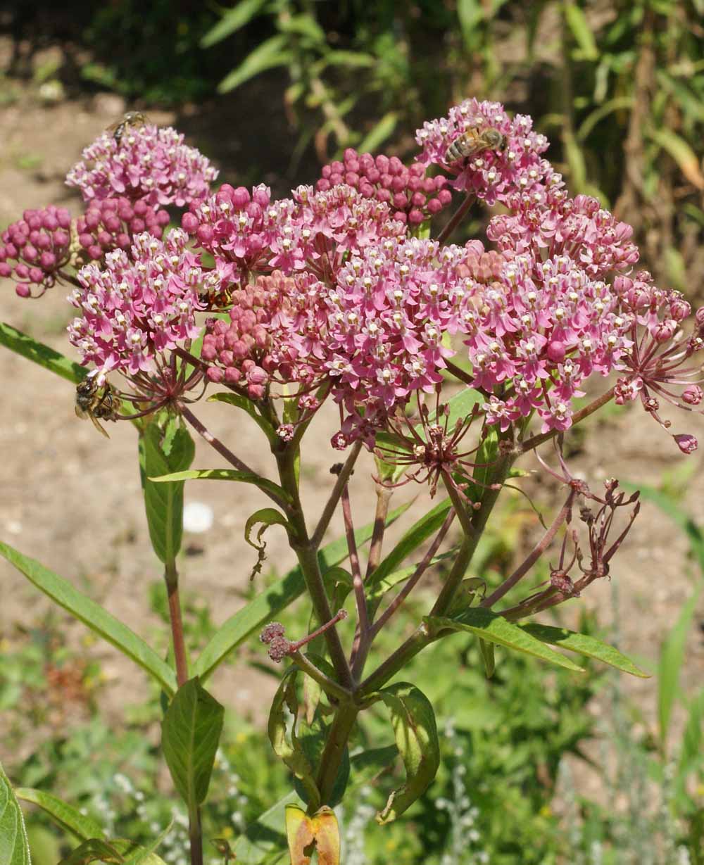 Swamp Milkweed