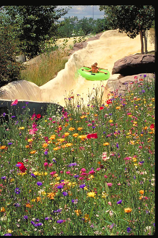 Annuals for the Sun