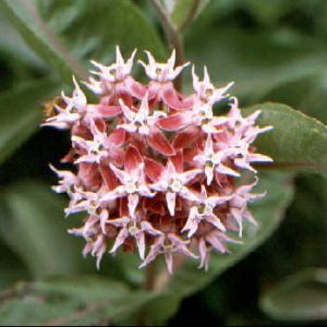 Showy Milkweed