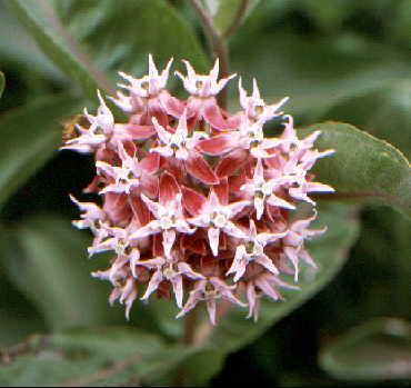 Showy Milkweed