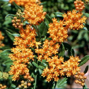 Butterfly Milkweed