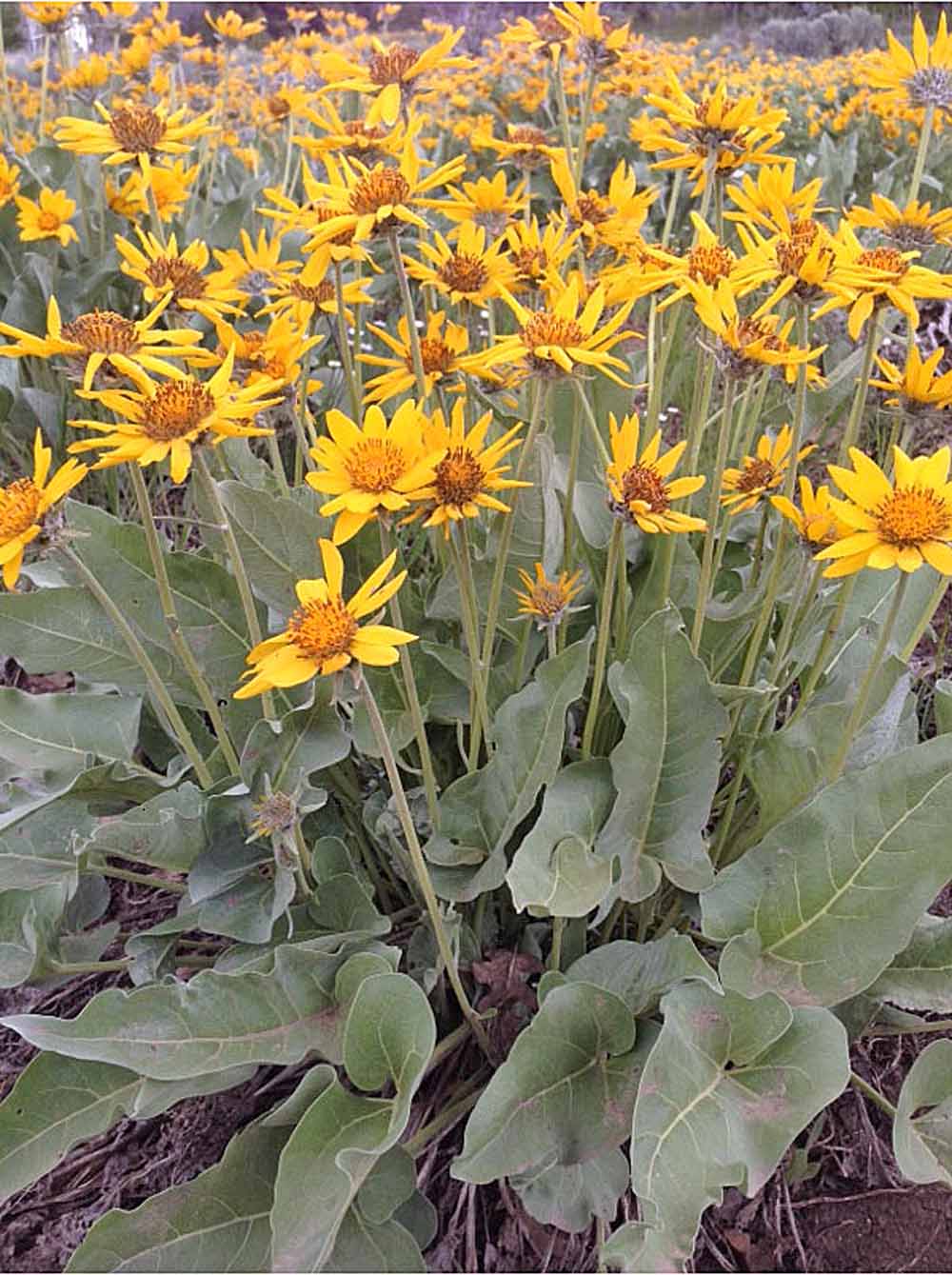 Arrowleaf Balsamroot