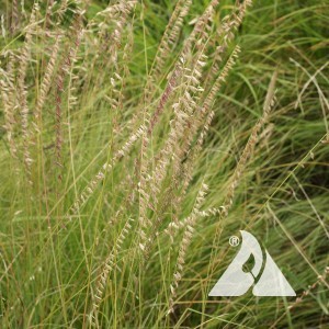 Sideoats Grama