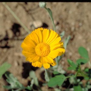 Desert Marigold