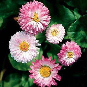 English Daisy