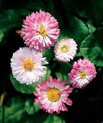English Daisy