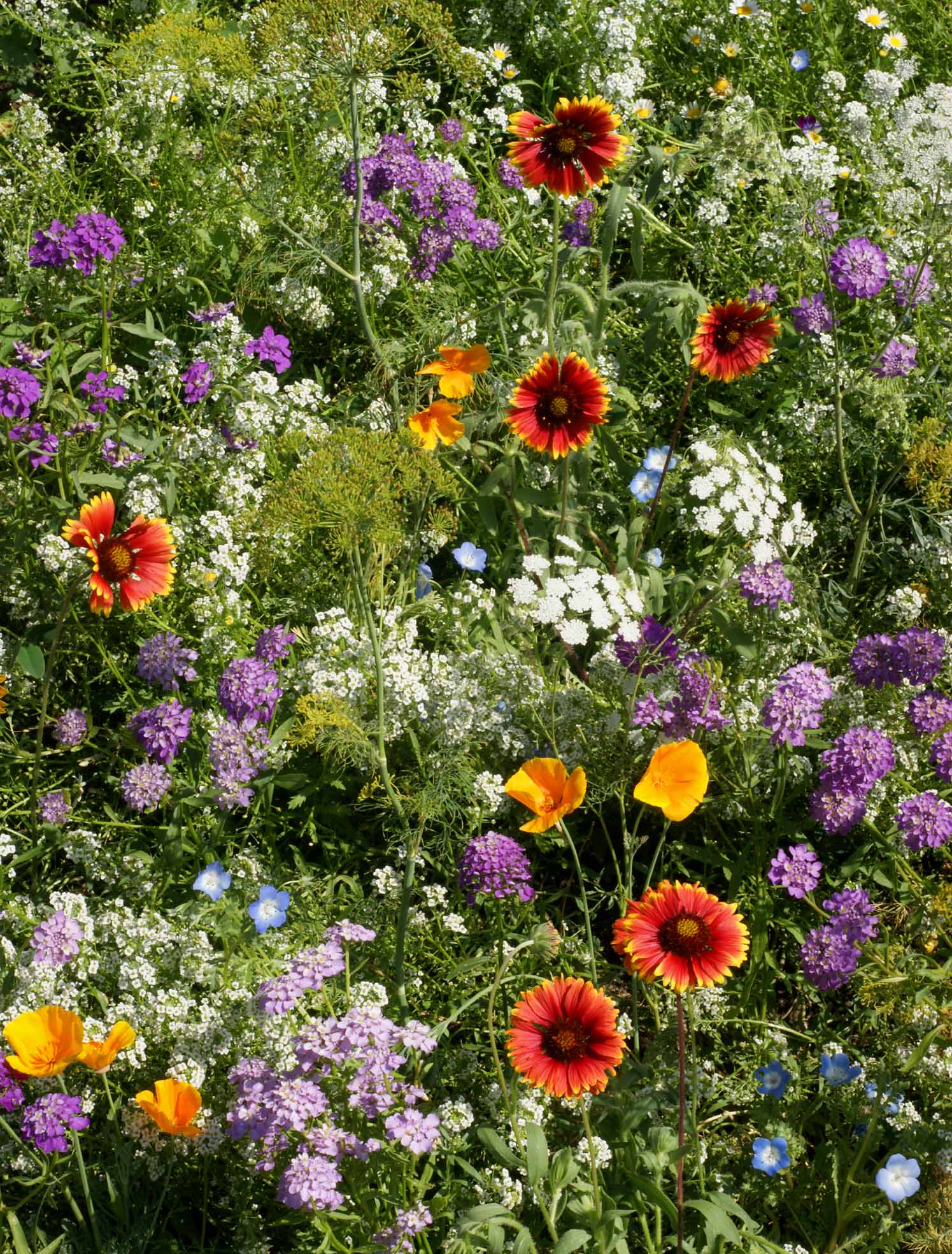 Beneficial Bug Mix