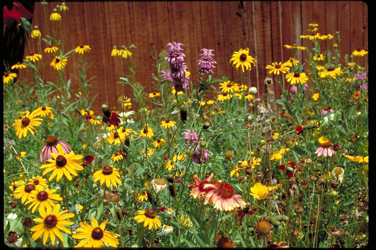 Bird & Butterfly Mix