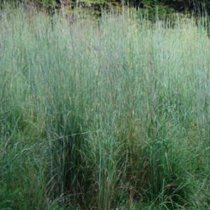 Big Bluestem