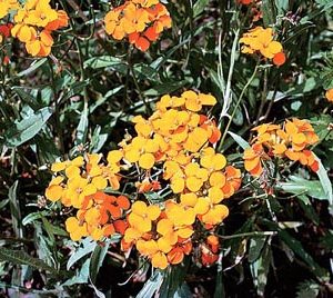 Siberian Wallflower