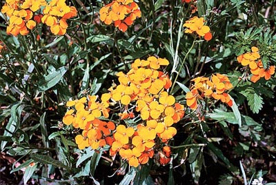 Siberian Wallflower