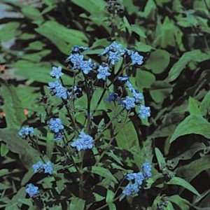 Chinese Forget-me-not