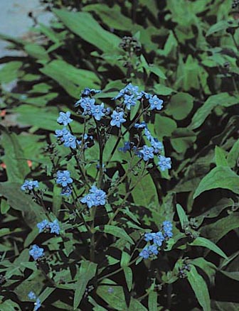 Chinese Forget-me-not