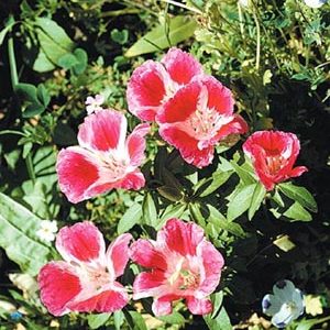 Dwarf Godetia