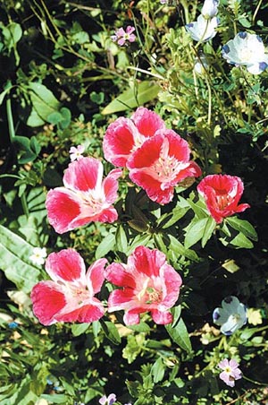 Dwarf Godetia