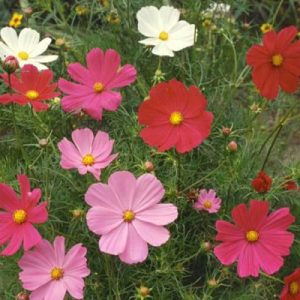 Dwarf Cosmos