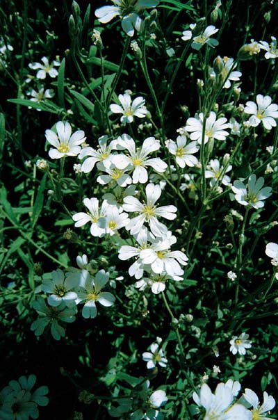 Snow-in-Summer